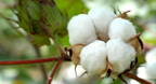 Mathematica Relied on for Cotton-Fiber Research, Testing, and Evaluation