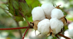 Mathematica Relied On for Cotton-Fiber Research, Testing, and Evaluation