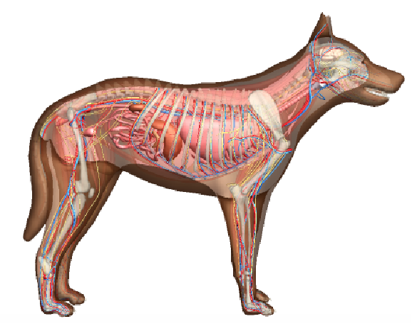 動物の解剖学的構造を可視化する Wolfram言語 12の新機能