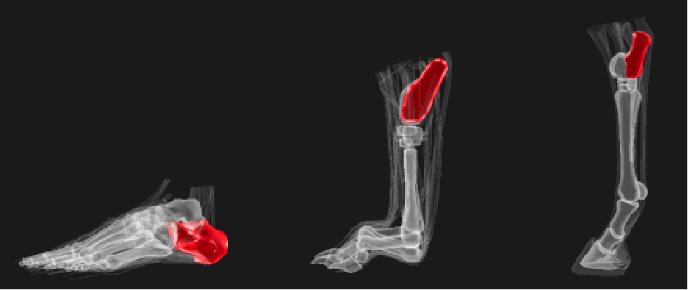 動物の解剖学的構造を可視化する Wolfram言語 12の新機能 動物の解剖学的構造を可視化する Wolfram言語 12の新機能