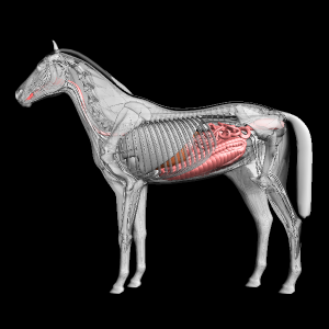 動物の解剖学的構造を可視化する Wolfram言語 12の新機能